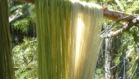 Vireän sävyisiä värjättyjä lankoja kuivumassa puunoksalla