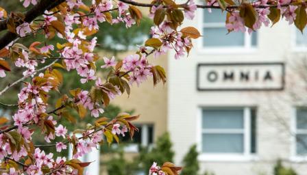 Etualalla kukkiva kirsikkapuu ja taustalla Omnian logo.