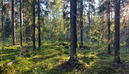 Kesäinen kuusimetsä, jossa aurinko kajastaa puiden lomasta varvikkoon.