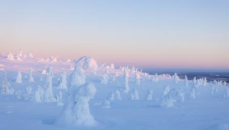 Luminen maisena, jossa näkyy lumisia puita.