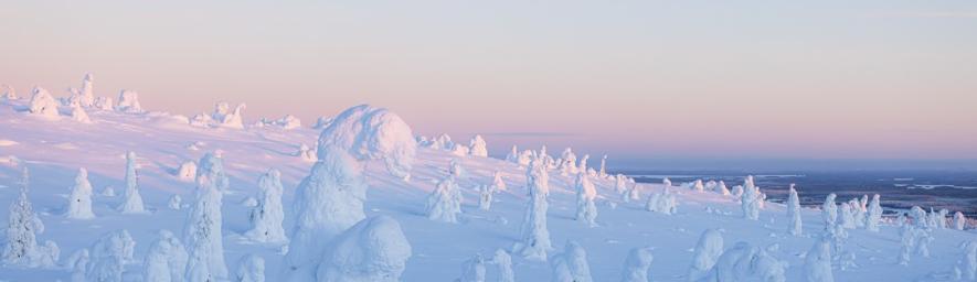 Luminen maisena, jossa näkyy lumisia puita.