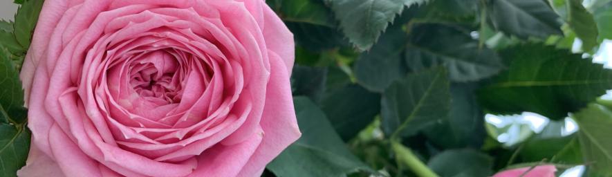 Kuvassa on vaaleanpunaisia ruusuja.