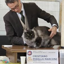 Tuomari käsittelee pitkäturkkista kissaa arvostelupöydällä kissanäyttelyssä. Pöydällä näkyy tuomarin nimi, Cristiano Perillo Marcone, sekä tapahtuman tiedot: CFA-näyttely 15.–16.3.2025, Kerava, Suomi.