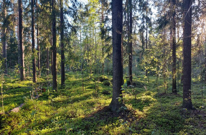 Kesäinen kuusimetsä, jossa aurinko kajastaa puiden lomasta varvikkoon.