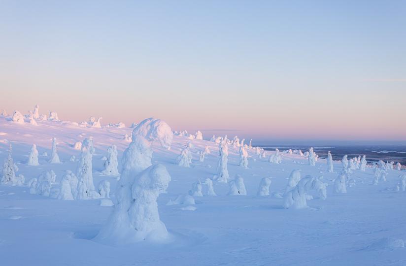 Luminen maisena, jossa näkyy lumisia puita.