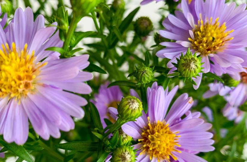 Violetteja asterikukkia kimpussa.