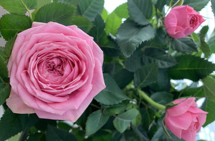 Kuvassa on vaaleanpunaisia ruusuja.