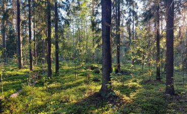 Kesäinen kuusimetsä, jossa aurinko kajastaa puiden lomasta varvikkoon.