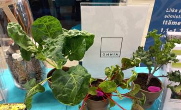 Kuvassa ruukkukasveja ja Omnian logo.