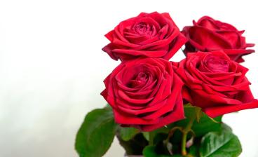 Punaisia ruusuja valkoisella taustalla.