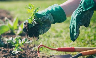 Puutarhapalstalla kädet tekemässä puutarhatöitä mullassa