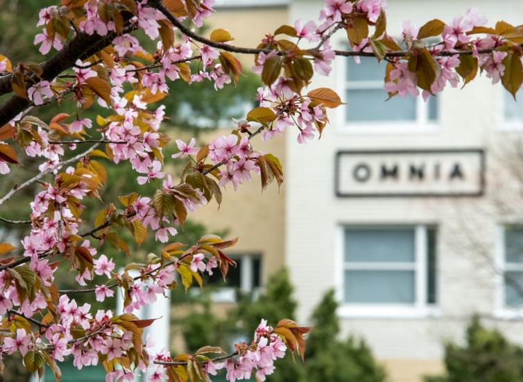 Etualalla kukkiva kirsikkapuu ja taustalla Omnian logo.